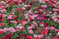 Dianthus caryophyllus, the carnation or clove pink, herbaceous perennial plant. Ornamental flowers for garden, park, landscape