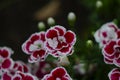 Dianthus caryophyllus carnation clove pink light violet flowers in bloom