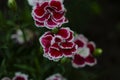 Dianthus caryophyllus carnation clove pink light violet flowers in bloom