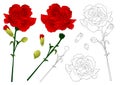 Dianthus caryophyllus - Carnation Flower, National flower of Spain, Monaco, and Slovenia. Vector Illustration. isolated on white B