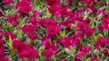 Dianthus caryophyllus, the carnation, herbaceous perennial plant. Ornamental magenta flowers for garden, park. Landscape design