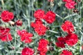 Dianthus caryophyllus, commonly known as the carnation or clove pink, is a species of Dianthus Royalty Free Stock Photo