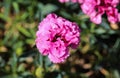 Dianthus caryophyllus, commonly known as the carnation or clove pink, is a species of Dianthus. This flower is blooming in spring