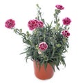 Dianthus caryophyllus