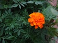 Dianthus caryophyllus - Insect on an orange flower