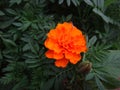 Dianthus caryophyllus - Insect on an orange flower