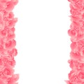 Dianthus caryophyllus - Pink Carnation Flower Border. Vector Illustration Royalty Free Stock Photo