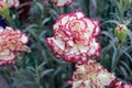 Dianthus caryophyllus Raspberry Ripple Royalty Free Stock Photo