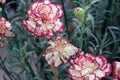 Dianthus caryophyllus Raspberry Ripple Royalty Free Stock Photo
