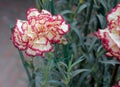 Dianthus caryophyllus Raspberry Ripple Royalty Free Stock Photo