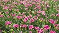 Dianthus caryophyllus pink flowers , commonly known as the carnation or clove pink.