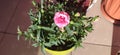 Dianthus caryophyllus in a pot.