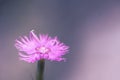 dianthus caryophyllus