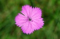 Dianthus (Cernation pink) Royalty Free Stock Photo
