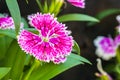 Dianthus chinensis