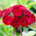 Dianthus chinensis