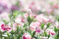 Dianthus chinensis (China Pink) Royalty Free Stock Photo