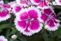 Dianthus chinensis (China Pink) Royalty Free Stock Photo