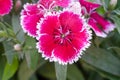 Dianthus chinensis (China Pink) Royalty Free Stock Photo