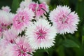 Dianthus chinensis (China Pink) Royalty Free Stock Photo