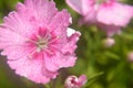 Dianthus chinensis china pink closeup Royalty Free Stock Photo