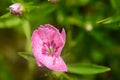 Dianthus chinensis china pink closeup bud Royalty Free Stock Photo