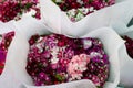 Dianthus chinensis (China Pink) Royalty Free Stock Photo