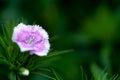 Dianthus chinensis China Pink flower Royalty Free Stock Photo