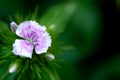 Dianthus chinensis China Pink flower Royalty Free Stock Photo