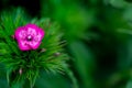 Dianthus chinensis China Pink flower on nature green background. Flower Macro photography of Dianthus chinensis Royalty Free Stock Photo