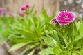 Dianthus chinensis or China pink flowers