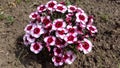Dianthus chinensis - China pink flowers Royalty Free Stock Photo