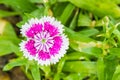Dianthus chinensis China Pink Flowers Royalty Free Stock Photo