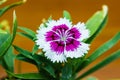 Dianthus chinensis China Pink Flowers Royalty Free Stock Photo