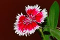 Dianthus chinensis China Pink, Pune Royalty Free Stock Photo