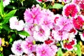 Dianthus chinensis (China Pink) Royalty Free Stock Photo