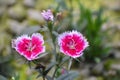 Dianthus chinensis, commonly known as rainbow pink or China pink is a species of Dianthus Royalty Free Stock Photo