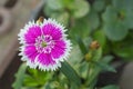 Dianthus chinensis flower China Pink in the garden Royalty Free Stock Photo