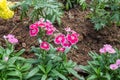 Dianthus chinensis flower Royalty Free Stock Photo