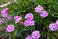 Dianthus chinensis flower pink backgrounds bloom at spring in garden. Dianthus gratianopolitanus Royalty Free Stock Photo