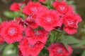 Dianthus chinensis flower with soft background Royalty Free Stock Photo