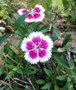 Dianthus chinensis Flowers Royalty Free Stock Photo