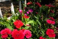 Dianthus Chinensis Flowers Royalty Free Stock Photo