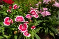 Dianthus Chinensis Flowers Royalty Free Stock Photo