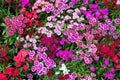 Dianthus chinensis flowers in the park background