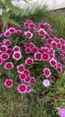 Dianthus Chinensis flowers pink center in a group Royalty Free Stock Photo