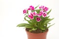 Dianthus Chinensis Flowers Royalty Free Stock Photo