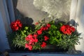 Dianthus chinensis and Pelargonium zonale bloom in a flower pot on a windowsill in June. Berlin, Germany Royalty Free Stock Photo