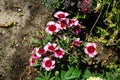 Dianthus chinensis \'Raspberry\' blooms with white-red flowers in July. Potsdam, Germany. Royalty Free Stock Photo