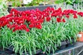 Dianthus chinensis Red (carnations flowers) Royalty Free Stock Photo